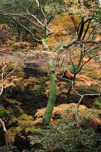 Bare trees in forest