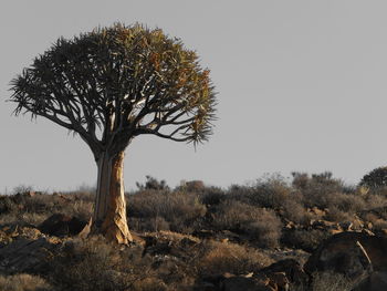 Trees on landscape against clear sky