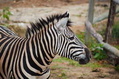 Close-up of a zebra