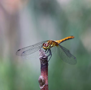 Close-up of dragonfly on plant