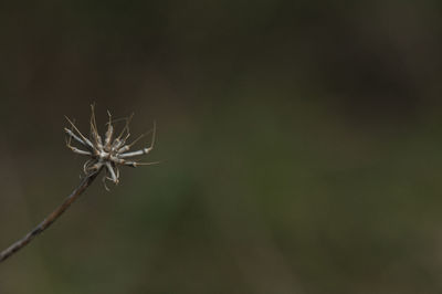 Close-up of wilted plant