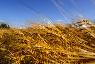 Close-up of wheat growing on field against sky