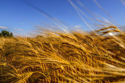 Close-up of wheat growing on field against sky