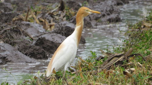 Side view of a bird in water