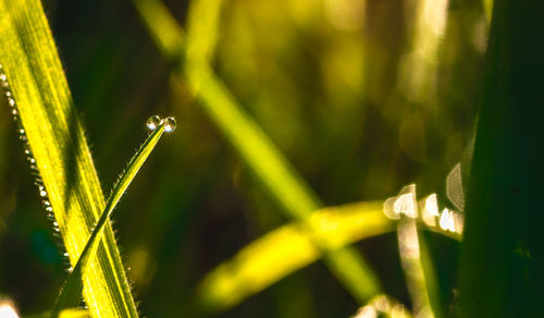 Close-up of grass