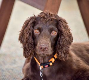 Close-up portrait of dog