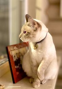 Close-up of cat sitting on table