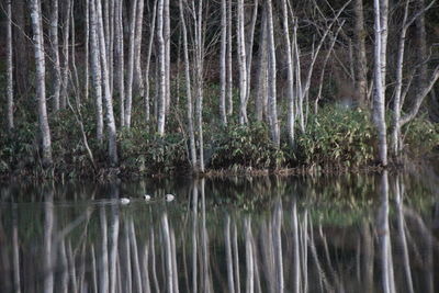 Scenic view of lake in forest