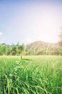 Scenic view of field against clear sky