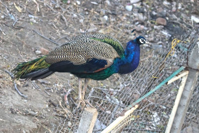High angle view of peacock perching