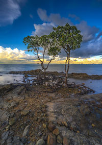 Trees growing on rocky beach against cloudy sky during sunset