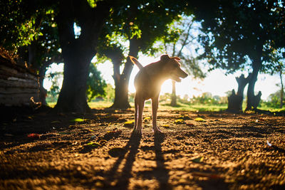 View of dog on field