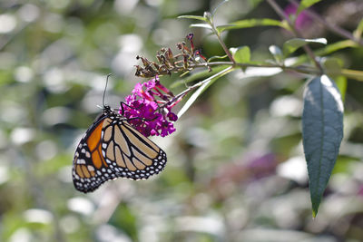 Close-up of butterfly pollinating on purple flower