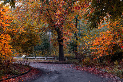 Footpath in park during autumn