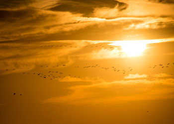 Flock of birds flying in sky during sunset