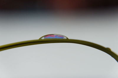 Close-up of water drop on plant