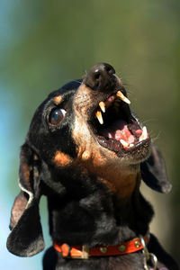 Close-up of a dog yawning