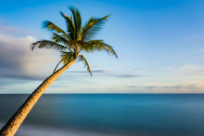 Close-up of palm tree by sea against sky