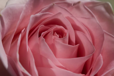 Close-up of pink rose