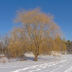 Bare trees on snow covered land