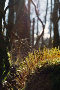 Close-up of moss growing on tree trunk