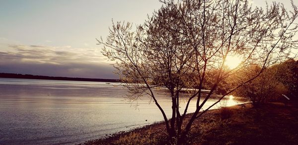 Trees on beach against sky during sunset
