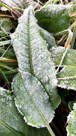 Close-up of frozen plant leaves