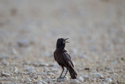 Close-up of bird perching on a land