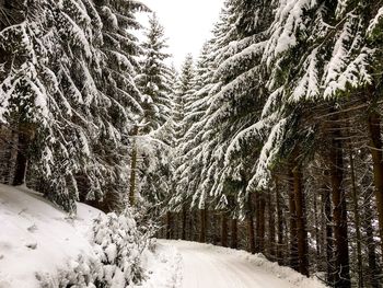 Snow covered road amidst trees in forest during winter