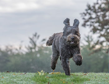 Portrait of dog running on field