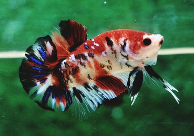 Close-up of fish swimming in sea
