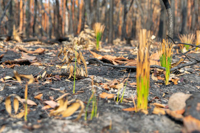 Close-up of dry leaves on land in forest