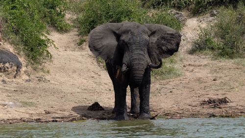 African elephant, loxodonta africana, kazinga channel, uganda