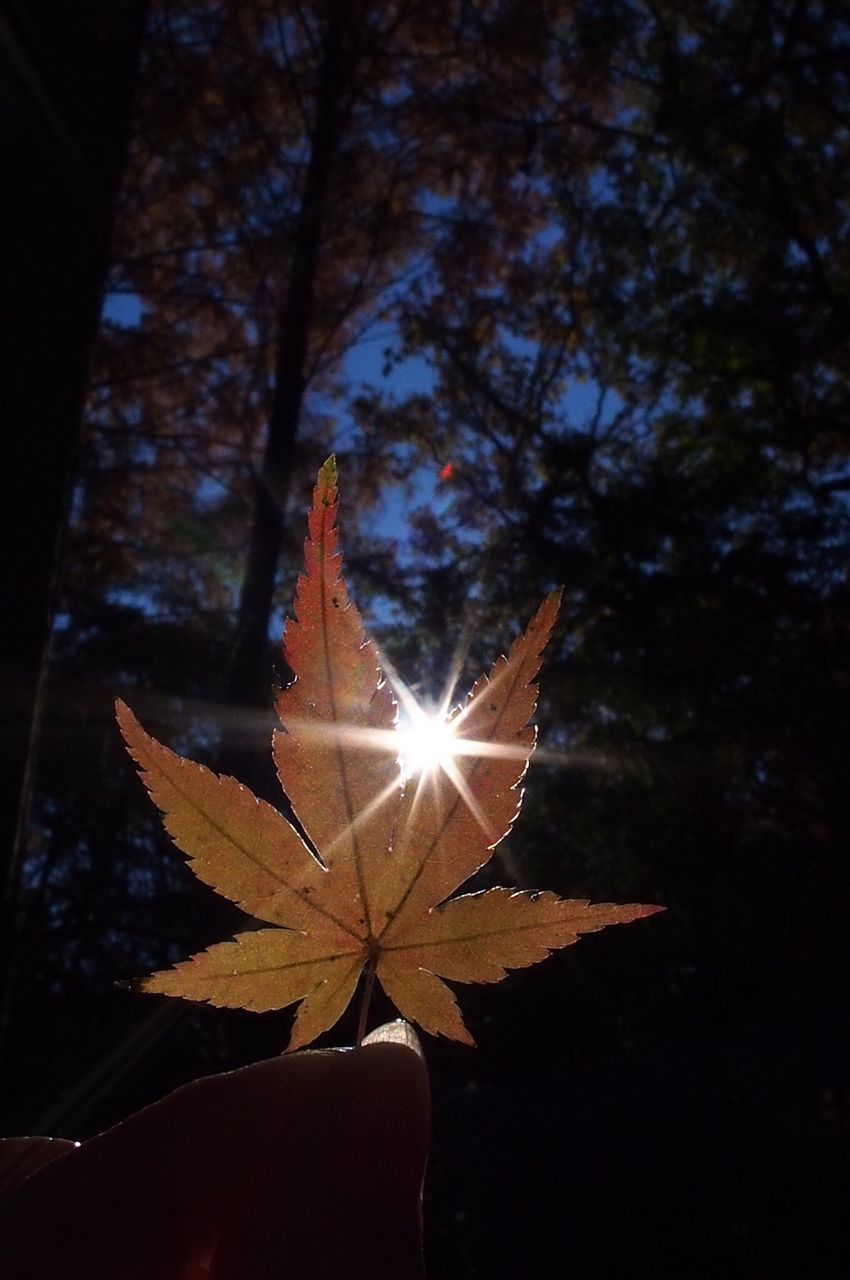 leaf, close-up, sunbeam, sunlight, sun, lens flare, glowing, autumn, nature, low angle view, no people, night, change, outdoors, light - natural phenomenon, falling, pattern, tranquility, illuminated, focus on foreground