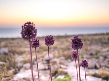 Close-up of purple flowering plant on field against sky