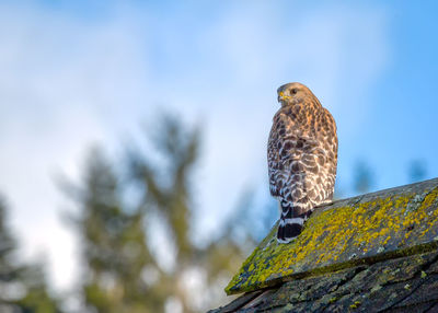 A red-shouldered hawk looks from the roof of an old barn.