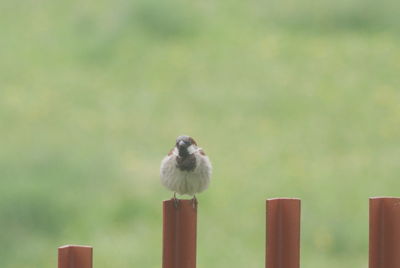 Close-up of bird perching on wooden post