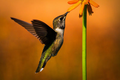 Beautiful hummingbird in mid flight gathers nectar from an orange flower.