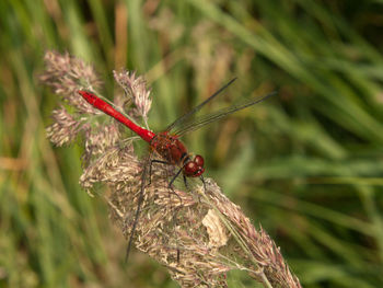 Close-up of insect perching on plant