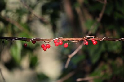 Close-up of red berries growing on tree