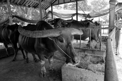 Cows standing in a shed