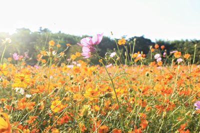 Close-up of yellow flowers blooming in field