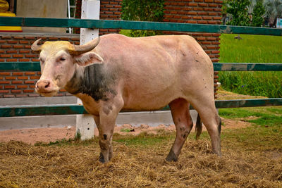 Cow standing in a field