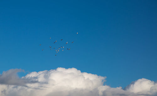 Low angle view of birds flying against clear sky