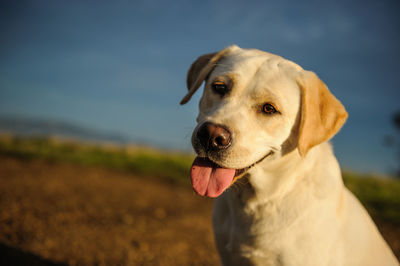 Close-up portrait of dog