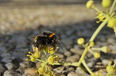 Close-up of bee on yellow flower