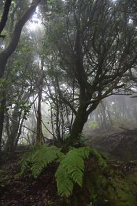 Trees in forest