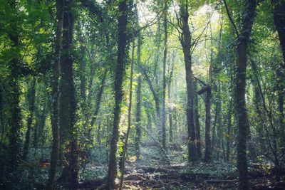 View of trees in forest