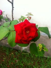 Close-up of red rose blooming outdoors