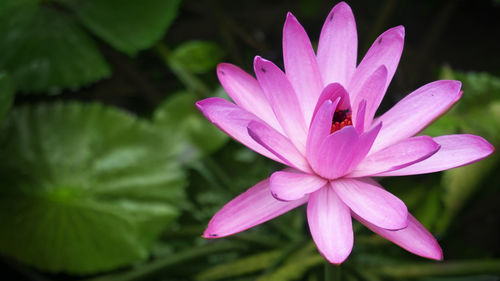 Close-up of insect on pink flower